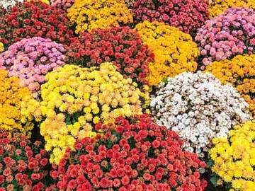 chrysanthemums in autumn
